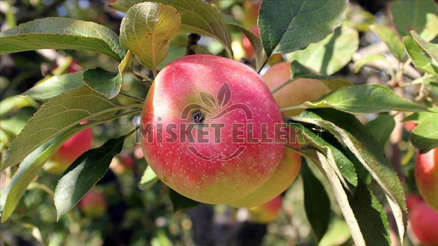 Coğrafi İşaretli Amasya Misket Elması